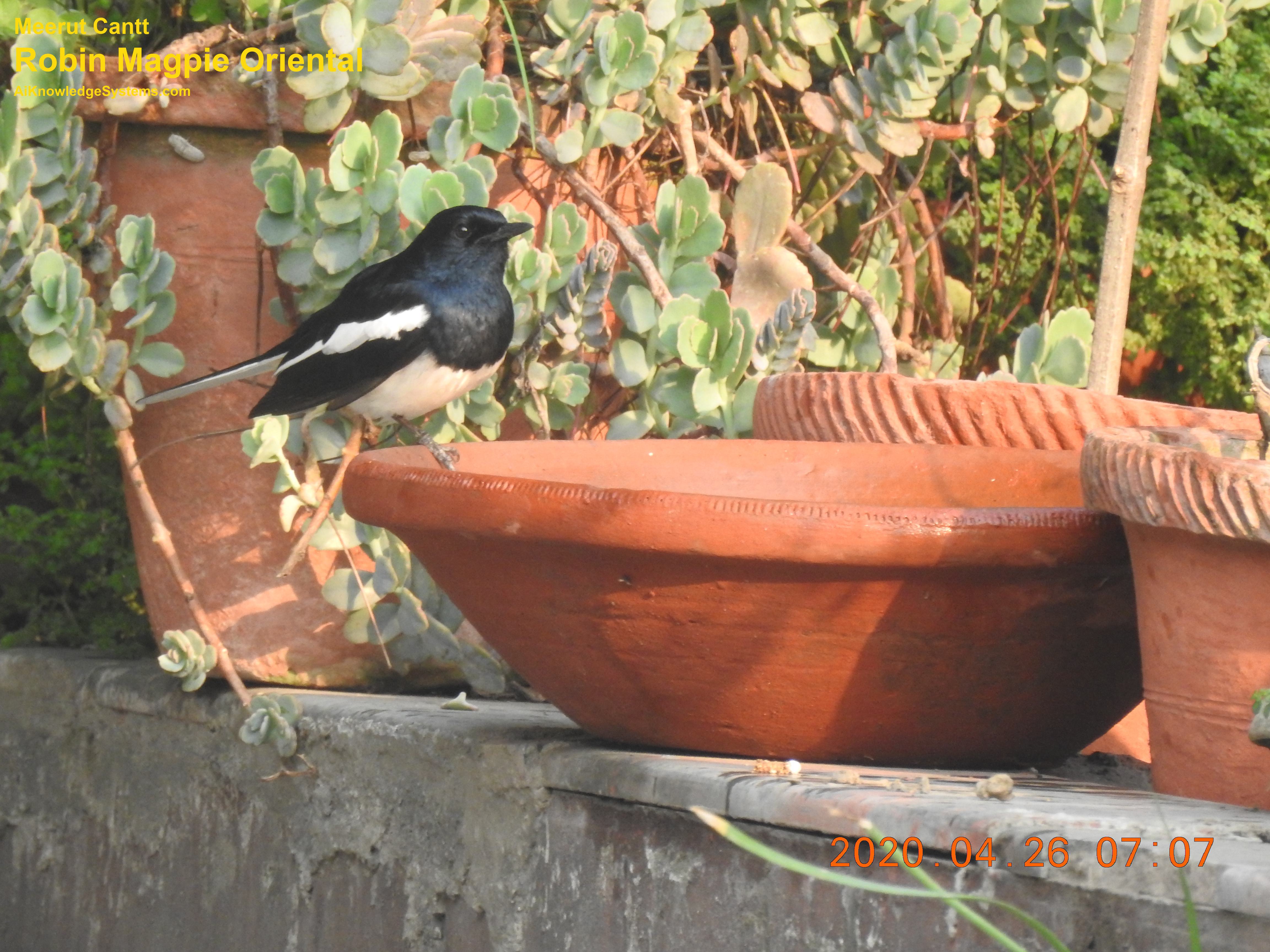 Magpie Robin (130) Coming Soon